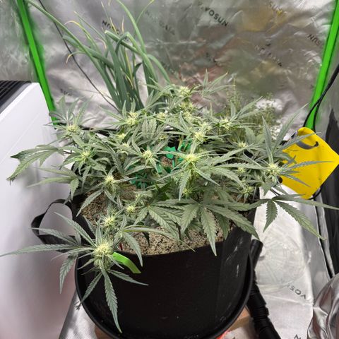 Mephisto Double Grape growlog photo: Day 46