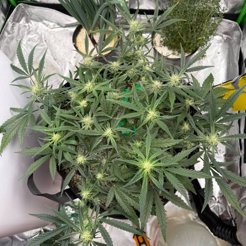 Mephisto Double Grape growlog photo: Day 46