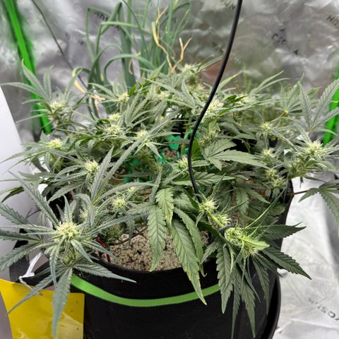 Mephisto Double Grape growlog photo: Day 48