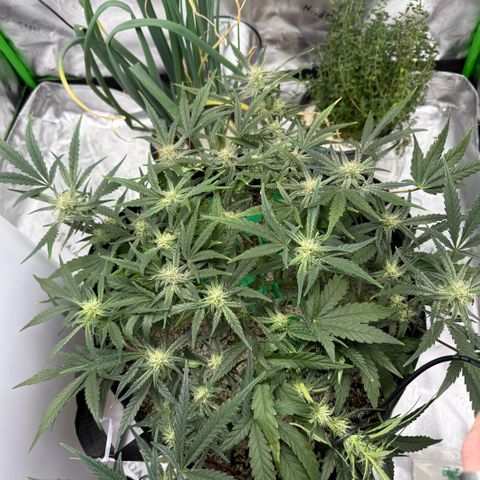 Mephisto Double Grape growlog photo: Day 48