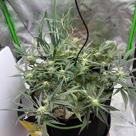 Mephisto Double Grape growlog photo: Day 49
