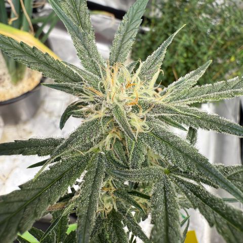 Mephisto Double Grape growlog photo: Day 49