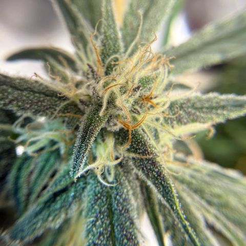 Mephisto Double Grape growlog photo: Day 49