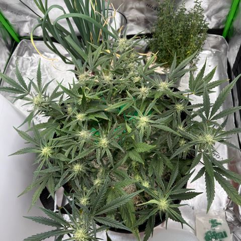Mephisto Double Grape growlog photo: Day 49
