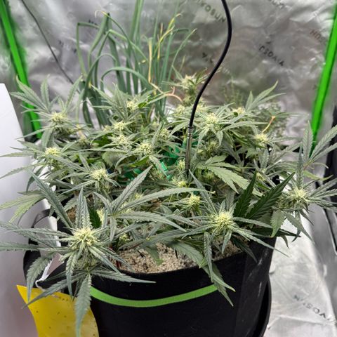 Mephisto Double Grape growlog photo: Day 50