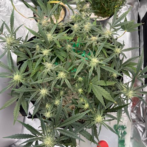 Mephisto Double Grape growlog photo: Day 50