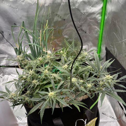 Mephisto Double Grape growlog photo: Day 51