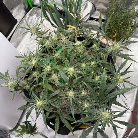 Mephisto Double Grape growlog photo: Day 51