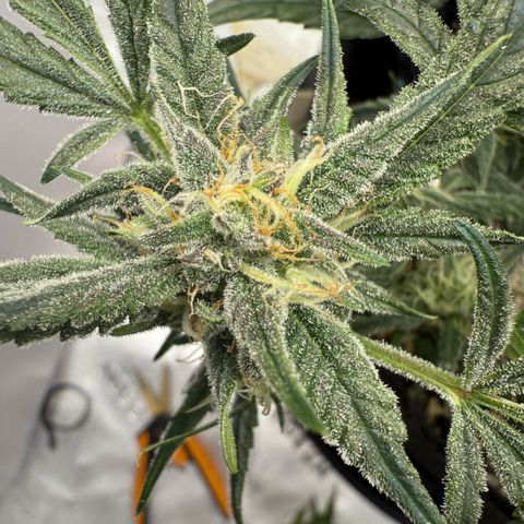 Mephisto Double Grape growlog photo: Day 52