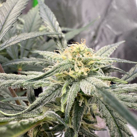 Mephisto Double Grape growlog photo: Day 52