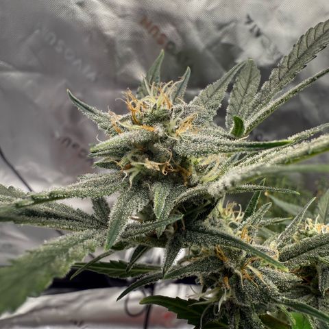 Mephisto Double Grape growlog photo: Day 52