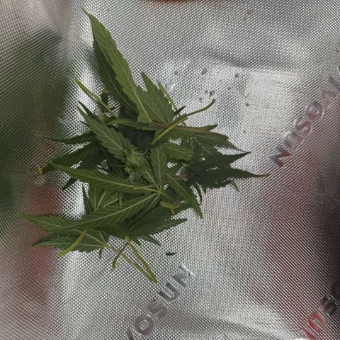 Mephisto Double Grape growlog photo: Day 52