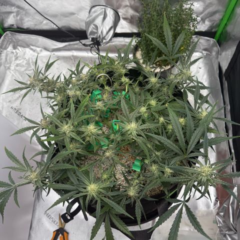 Mephisto Double Grape growlog photo: Day 52