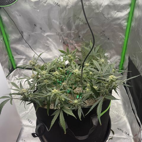 Mephisto Double Grape growlog photo: Day 52