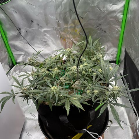 Mephisto Double Grape growlog photo: Day 53