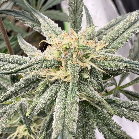 Mephisto Double Grape growlog photo: Day 53