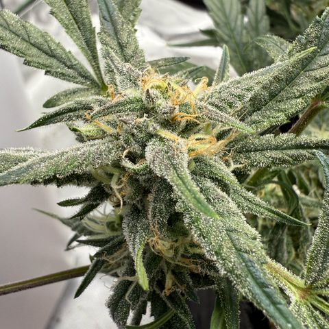 Mephisto Double Grape growlog photo: Day 53