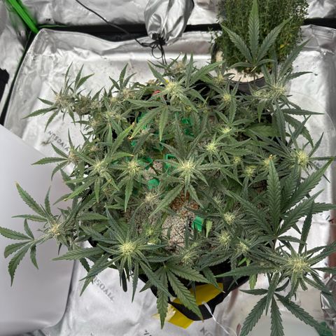 Mephisto Double Grape growlog photo: Day 53