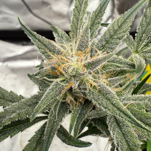 Mephisto Double Grape growlog photo: Day 53