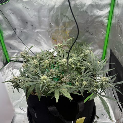 Mephisto Double Grape growlog photo: Day 54