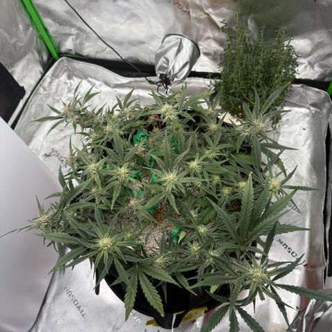 Mephisto Double Grape growlog photo: Day 54