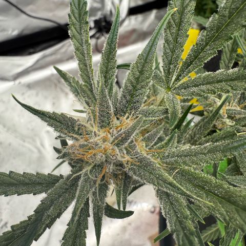 Mephisto Double Grape growlog photo: Day 54