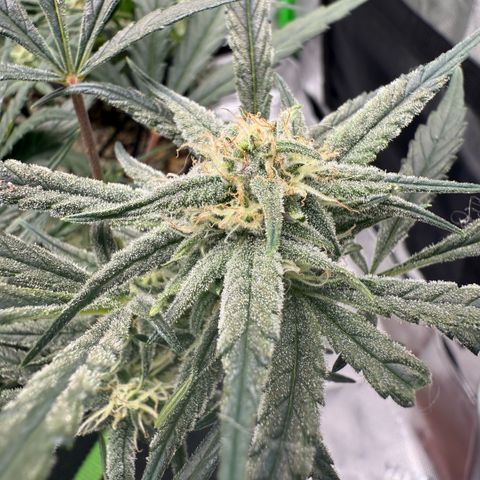 Mephisto Double Grape growlog photo: Day 54