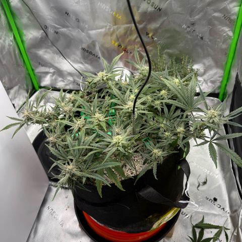 Mephisto Double Grape growlog photo: Day 55