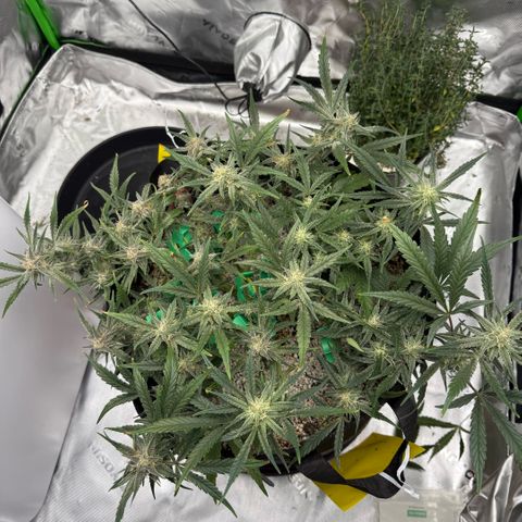 Mephisto Double Grape growlog photo: Day 55
