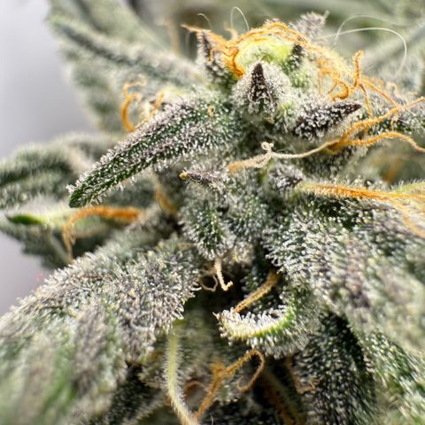 Mephisto Double Grape growlog photo: Day 55