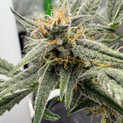 Mephisto Double Grape growlog photo: Day 55