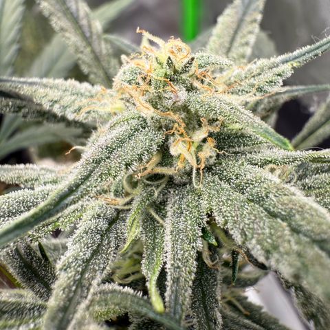 Mephisto Double Grape growlog photo: Day 55