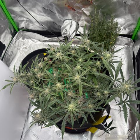 Mephisto Double Grape growlog photo: Day 56.