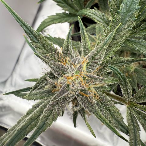 Mephisto Double Grape growlog photo: Day 56.