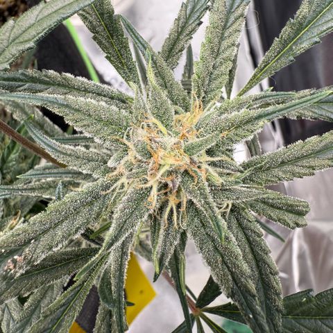 Mephisto Double Grape growlog photo: Day 56.