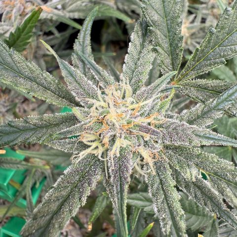 Mephisto Double Grape growlog photo: Day 56.