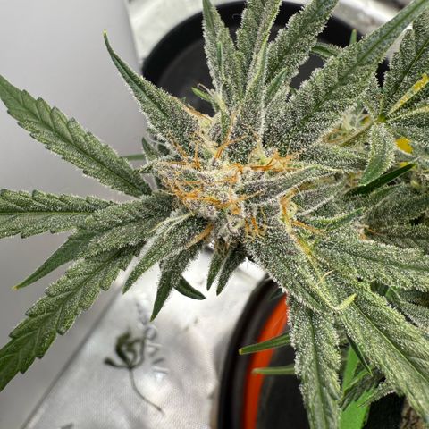 Mephisto Double Grape growlog photo: Day 56.
