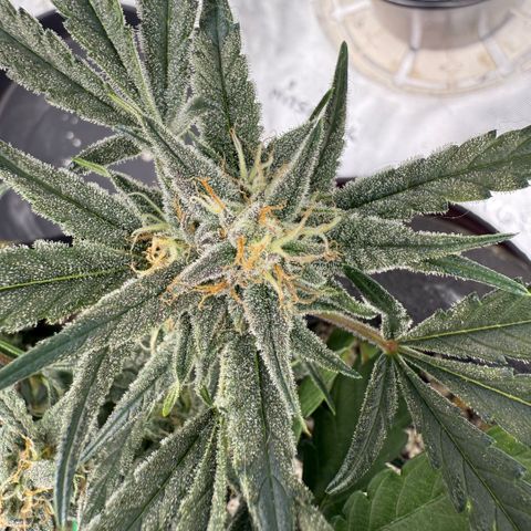 Mephisto Double Grape growlog timeline photo