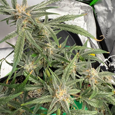 Mephisto Double Grape growlog photo: Day 56.