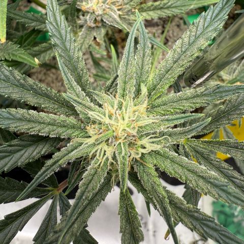 Mephisto Double Grape growlog photo: Day 56.