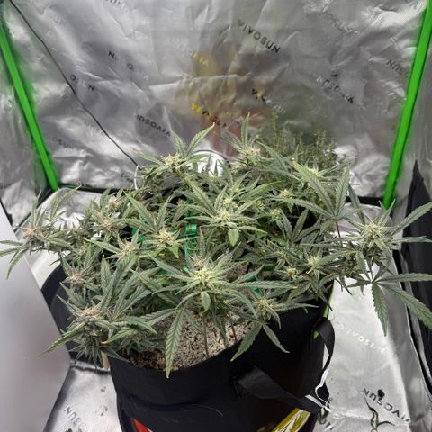 Mephisto Double Grape growlog photo: Day 56.