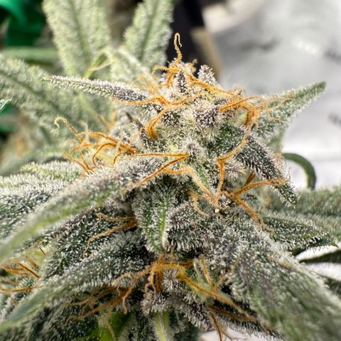 Mephisto Double Grape growlog photo: Day 57
