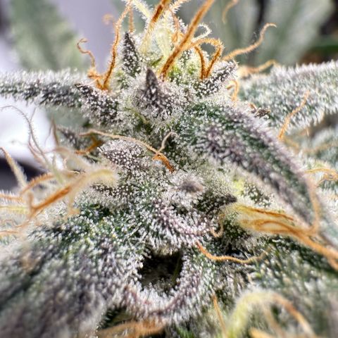 Mephisto Double Grape growlog photo: Day 57
