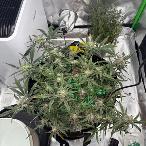 Mephisto Double Grape growlog photo: Day 57