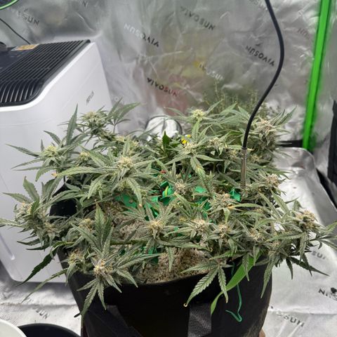 Mephisto Double Grape growlog photo: Day 57