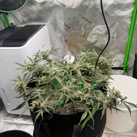 Mephisto Double Grape growlog photo: Day 58