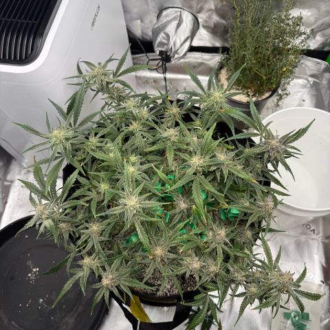 Mephisto Double Grape growlog photo: Day 58