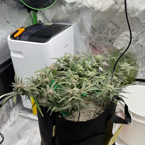 Mephisto Double Grape growlog photo: Day 59