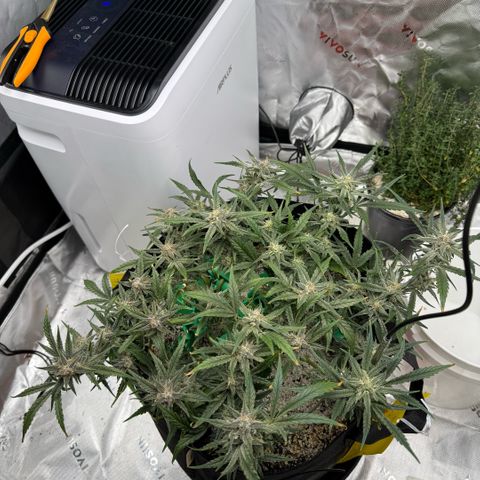 Mephisto Double Grape growlog photo: Day 59