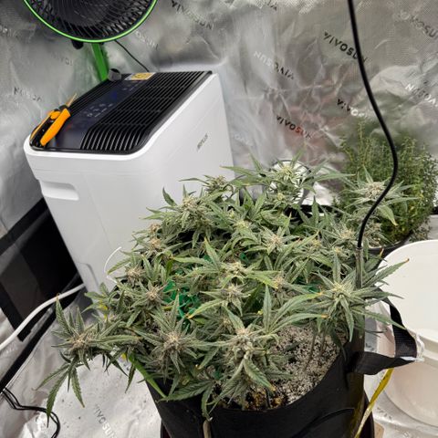 Mephisto Double Grape growlog photo: Day 60.